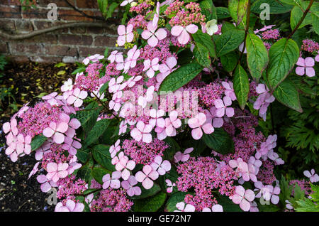 Purple Lacecap (Hydrangea macrophylla) in a garden. Stock Photo