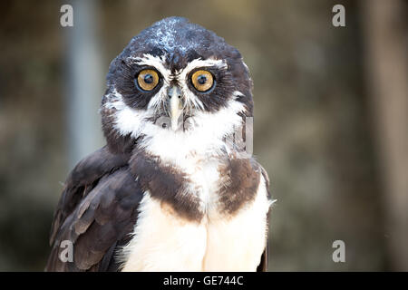 Spectacled Owl (Pulsatrix perspicillata), © Jason Richardson / Alamy Live News Stock Photo
