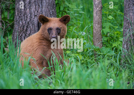Black bear yearling, cinnamon phase, at edge of woods, Urus americanus North America Stock Photo