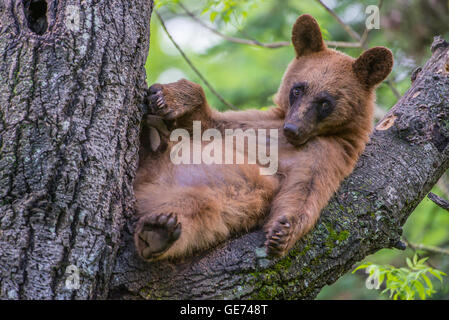 Black bear yearling, cinnamon phase, Urus americanus resting in tree, North America Stock Photo