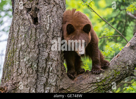 Black bear yearling, cinnamon phase, Urus americanus climbing tree North America Stock Photo