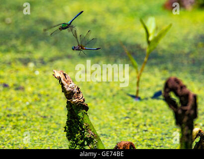 Pond Hawks in love Stock Photo