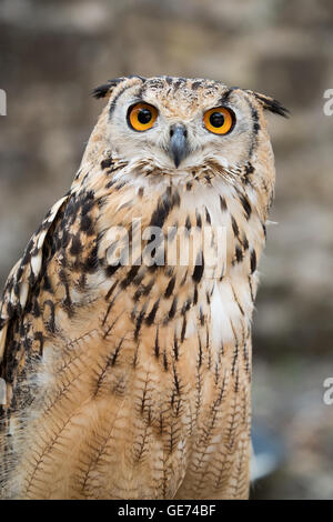 Bengal Eagle Owl (Bubo bengalensis), © Jason Richardson / Alamy Live News Stock Photo