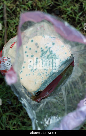 Moldy white bread Stock Photo