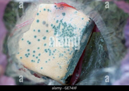 Moldy white bread Stock Photo