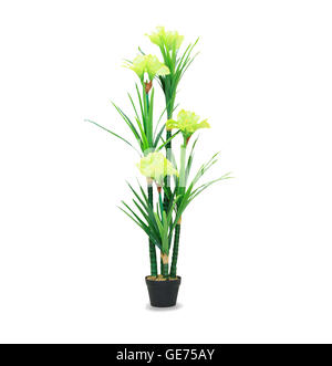 Big dracaena palm in a pot isolated over white Stock Photo