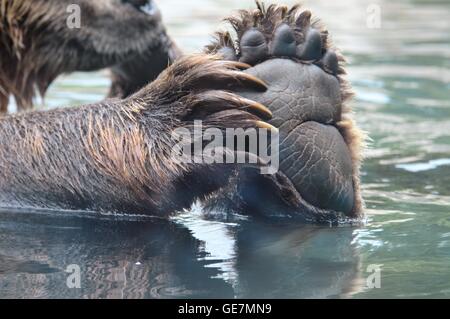 Russian Grizzly bear swimming in the water Stock Photo