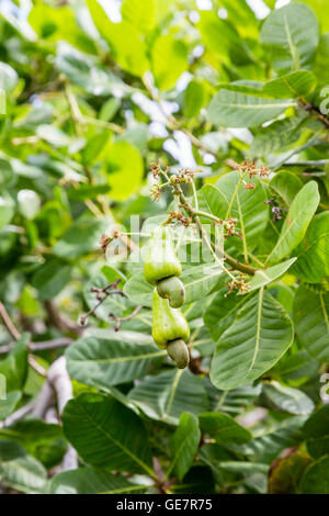 Cashews growing in tree on Aruba Stock Photo