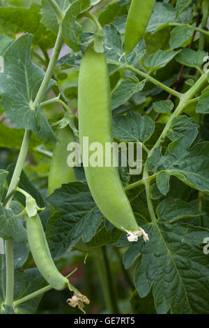 Peas growing in a garden Stock Photo