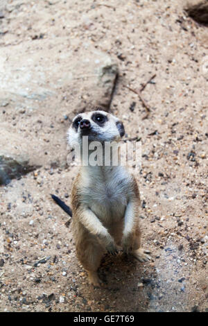 A single Meerkat standing on alert or guard Stock Photo