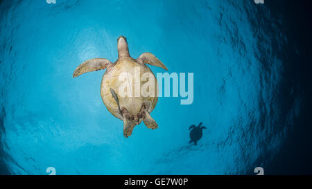 turtles flying blue sky ocean sea down up underwater scuba diving ...