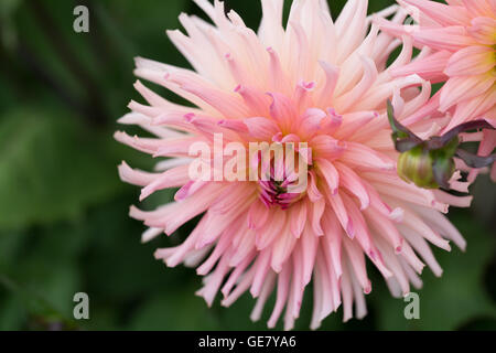 Close up of Dahlia Baby Royal flower Stock Photo