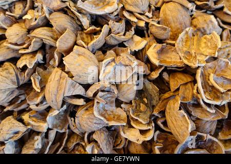 Background of lots of broken walnut shells Stock Photo