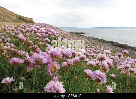 Carpet of thrift,  Armeria maritima at Barton on Sea, England Stock Photo