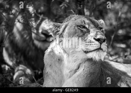 Side profile of a Lioness in black and white in the Kruger National Park, South Africa. Stock Photo