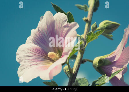 white, pink, hibiscus flower blossom closeup Stock Photo