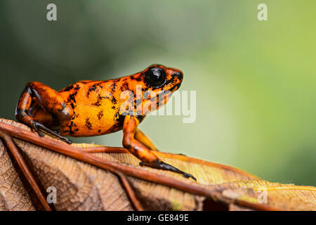 Little-devil poison frog (Oophaga sylvatica), Choco rainforest, Canande River Reserve, Choco forest, Ecuador Stock Photo