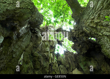 View inside hollow trunk of ancient oak tree looking up. Stock Photo