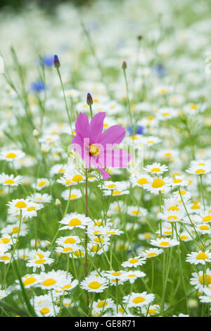 Cosmos bipinnatus and Anthemis arvensis / Corn chamomile flowers in a wildflower meadow Stock Photo