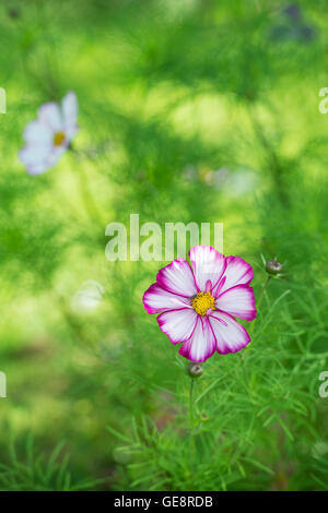 Cosmos Razzmatazz Flowers Stock Photo - Alamy
