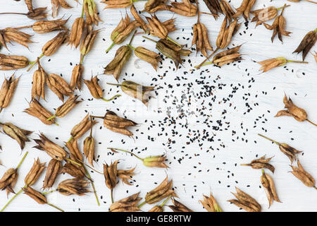 Aquilegia vulgaris. Columbine seed pods and seeds on a painted white wooden background Stock Photo