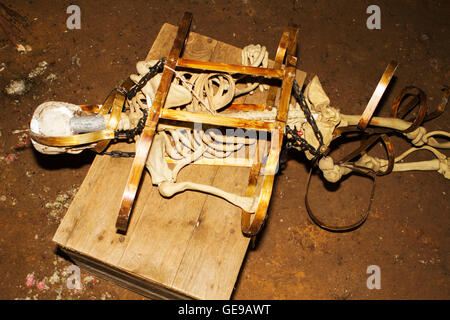 Tortured Skeletal remains at Tutbury Castle, Burton-upon-Trent, Staffordshire, Uk Stock Photo