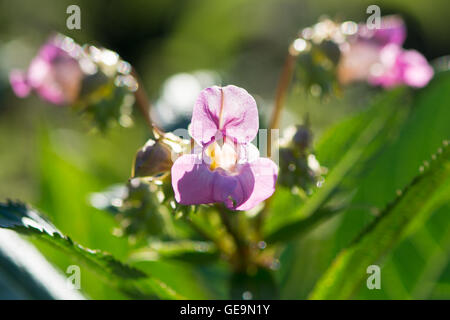 Indian balsam (Impatiens glandulifera) in sunshine. Striking pink flower on plant in family Balsaminaceae, backlit by sun