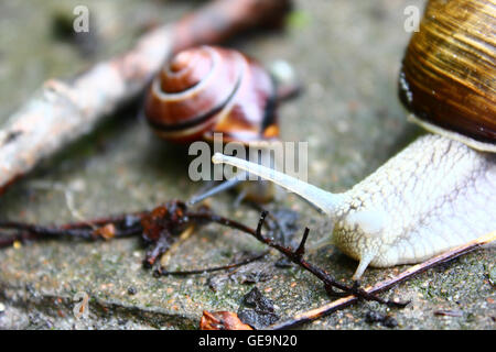 The big white snail on the ground Stock Photo