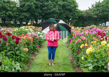 Penzance ,Cornwall, UK. 24th July 2016. UK Weather. Overcast with light showers in Penzance at the National Dahlia Collection in Penzance. Seen here Wendy Renshaw  admiring the Dahlias. Credit:  Simon Maycock/Alamy Live News Stock Photo