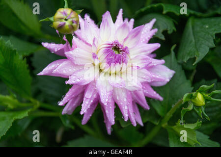 Penzance ,Cornwall, UK. 24th July 2016. UK Weather. Overcast with light showers in Penzance at the National Dahlia Collection in Penzance. Credit:  Simon Maycock/Alamy Live News Stock Photo
