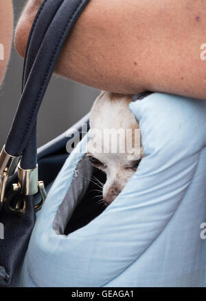 Chihuahua handbag hi-res stock photography and images - Alamy