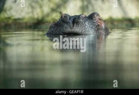 Berlin, Germany. 25th July, 2016. A hippopotamus stands in the water in its enclosure at the zoo in Berlin, Germany, 25 July 2016. Photo: PAUL ZINKEN/dpa/Alamy Live News Stock Photo