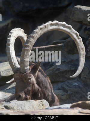 Berlin, Germany. 25th July, 2016. Siberian ibex lies on the rocks in the sun at the zoo in Berlin, Germany, 25 July 2016. Photo: PAUL ZINKEN/dpa/Alamy Live News Stock Photo