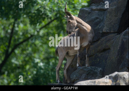 Berlin, Germany. 25th July, 2016. Siberian ibex stands on a rock wall and looks towards the visitors at the zoo in Berlin, Germany, 25 July 2016. Photo: PAUL ZINKEN/dpa/Alamy Live News Stock Photo