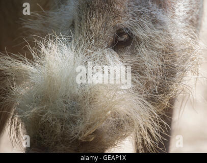 Berlin, Germany. 25th July, 2016. A Bornean bearded pig looks at visitors in its enclosure at the zoo in Berlin, Germany, 25 July 2016. Photo: PAUL ZINKEN/dpa/Alamy Live News Stock Photo