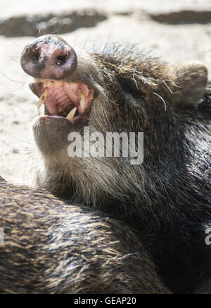 Berlin, Germany. 25th July, 2016. A Bornean bearded pig lies in the sun and yawns in its enclosure at the zoo in Berlin, Germany, 25 July 2016. Photo: PAUL ZINKEN/dpa/Alamy Live News Stock Photo