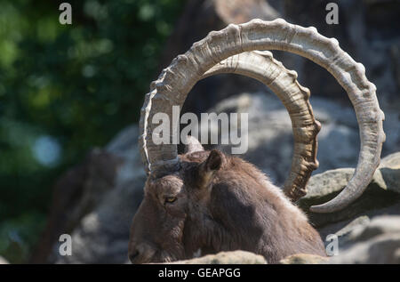 Berlin, Germany. 25th July, 2016. A Siberian ibex lies on the rocks in the sun at the zoo in Berlin, Germany, 25 July 2016. Photo: PAUL ZINKEN/dpa/Alamy Live News Stock Photo