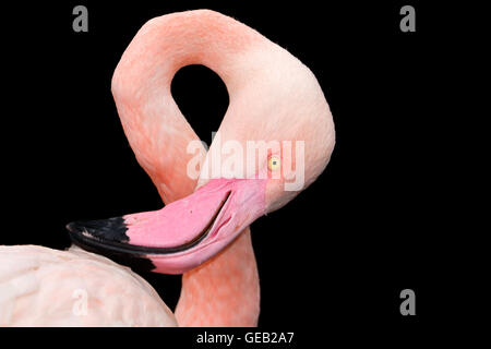 Portrait of a greater flamingo (Phoenicopterus roseus) on black, South Africa Stock Photo
