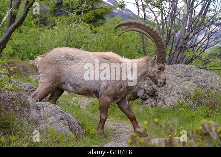 Profile male Alpine ibex (Capra ibex) walking in the mountains of the Alps from around chamonix-Mont-blanc in France Stock Photo