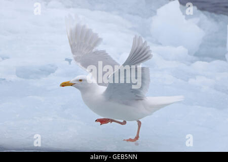 Adult Glaucous Gull taking off from an ice floe in the Arctic Stock Photo