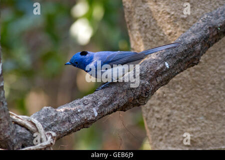 A male Black-naped Monarch (Hypothymis azurea) on a small branch in the forest in Thailand Stock Photo