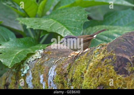 A Grey-cheeked Fulvetta (Alcippe morrisonia) perched on a log in the forest in Northern Thailand Stock Photo
