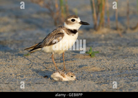 Wilson's plover (Anarhynchus wilsonia) with a chick at the ocean coast, Galveston, Texas, USA. Stock Photo