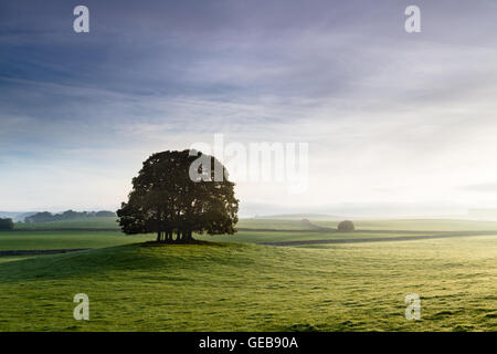 A group of trees stand on a small hill in a field near Eshton in the Yorkshire Dales National Park, England, UK Stock Photo