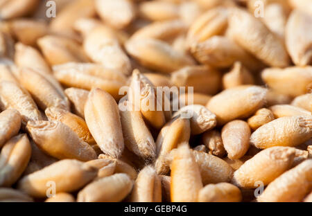 mature wheat grains, close-up Stock Photo