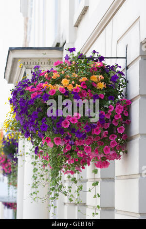 Colourful hanging baskets in Warwick Town. Stock Photo