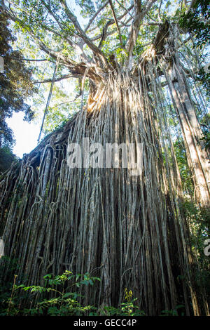 The famous Curtain Fig Tree near Yungabarra in the Atherton Tablelands, Queensland, Australia