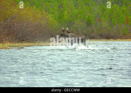 Time of migration 9. Elk cross wide North of river. Adult male with grow horns Stock Photo