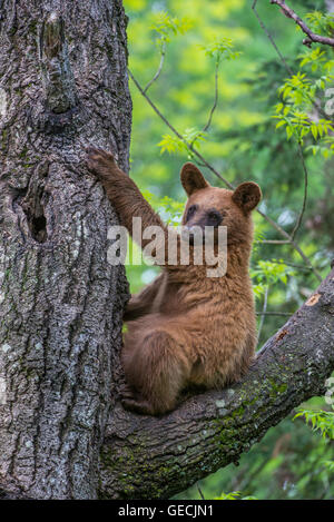 Black bear yearling, cinnamon phase, Urus americanus sitting in tree North America Stock Photo