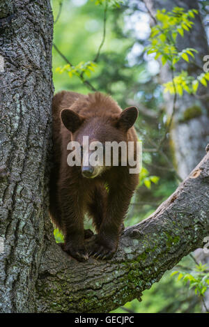 Black bear yearling, cinnamon phase, Urus americanus standing in tree North America Stock Photo